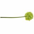 Floristik24 Koristeellinen sipuli Allium, silkkikukka, keinotekoinen pallipurjevihreä Ø20cm P72cm
