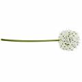 Floristik24 Koristekukka Allium, keinotekoinen pallipurjo, koristeellinen sipuli valkoinen Ø20cm P72cm