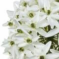 Floristik24 Koristekukka Allium, keinotekoinen pallipurjo, koristeellinen sipuli valkoinen Ø20cm P72cm