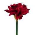 Floristik24 Amaryllis tummanpunainen L 73cm 2kpl