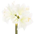Floristik24 Keinotekoinen amarylliskukka, valkoinen, varren kanssa, adventti ja joulu, 50 cm