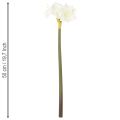 Keinotekoinen amarylliskukka, valkoinen, varren kanssa, adventti ja joulu, 50 cm | Floristik24.fi
