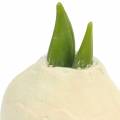 Floristik24 Amaryllis-mukula Keinotekoinen valkoinen 12,5 cm 3kpl