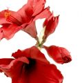 Floristik24 Amaryllis keinotekoinen suuri punainen 96,5 cm