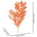 Kuivatut parsan kukat, oksa, koristeparsa, värjätty, 65 cm, 80 g | Floristik24.fi