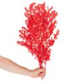 Kuivattua parsaa kukka-asetelmiin 65 cm 80 g | Floristik24.fi