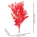 Kuivattua parsaa kukka-asetelmiin 65 cm 80 g | Floristik24.fi