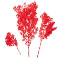 Kuivattua parsaa kukka-asetelmiin 65 cm 80 g | Floristik24.fi