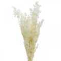 Floristik24 Parsa kuiva koristelu valkoinen kuivattu koristeruoho 80g