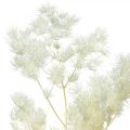 Floristik24 Parsa kuiva koristelu valkoinen kuivattu koristeruoho 80g