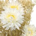 Kukkakimppu keinoasterit ja gypsophila beige, valkoinen 43cm