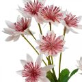 Floristik24 Suuri Masterwort Artificial Astrania Silk Flower Valkoinen Pinkki L61cm