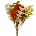 Floristik24 Banksia Baxterii Orange 8kpl