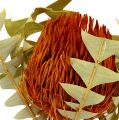 Floristik24 Banksia Baxterii Orange 8kpl