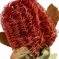 Floristik24 Banksia Baxteri Exotic Banksia kuivatut kukat Punainen 10kpl
