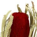 Floristik24 Banksia Hookerana punainen 7kpl