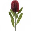 Floristik24 Keinotekoinen kukka Banksia Red Burgundy keinotekoinen eksoottinen 64cm