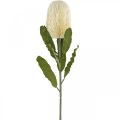 Floristik24 Keinotekoinen kukka Banksia valkoinen kerma keinotekoinen eksoottinen 64cm