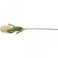 Floristik24 Keinotekoinen kukka Banksia valkoinen kerma keinotekoinen eksoottinen 64cm
