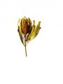 Floristik24 Banksia Hookerana keltainen 7kpl