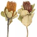 Floristik24 Banksia coccinea kuivatut kukat luonto 10kpl