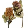 Floristik24 Banksia coccinea kuivatut kukat luonto 10kpl