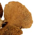 Floristik24 Puinen sieni luonnollinen 2kg