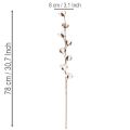 Keinotekoinen puuvillaoksa, jossa 8 aitoa kukkaa, 78 cm | Floristik24.fi