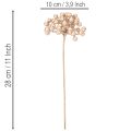 Keinotekoinen marjanoksa, samppanjanvärinen koriste, 28 cm, 3 kpl | Floristik24.fi