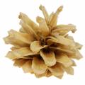 Floristik24 Männynkäpyjä Pinus mugo cream 2-5cm 1kg