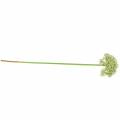 Floristik24 Allium keinotekoinen valkoinen 55cm