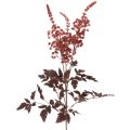 Floristik24 Tekokukka Astilbe pitkävartinen loisto 80cm
