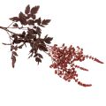 Tekokukka Astilbe