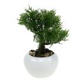 Floristik24 Bonsai-puu ruukussa H20cm