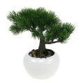 Floristik24 Bonsai-puu ruukussa 19cm 1kpl