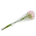 Calla koristekukka pinkki 57cm 12kpl | Floristik24.fi