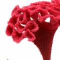 Floristik24 Celosia cristata kukkakimppu punainen 72cm