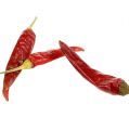 Chili punainen lyhyt chili 250g | Floristik24.fi