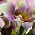 Keinotekoinen jouluruusujen kimppu violeteilla kukilla, 35 cm, 6 kpl | Floristik24.fi