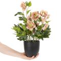 Keinotekoinen ruukkukasvi Helleborus, jouluruusu, kodin sisustukseen, 50cm | Floristik24.fi