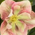 Keinotekoinen ruukkukasvi Helleborus, jouluruusu, kodin sisustukseen, 50cm | Floristik24.fi