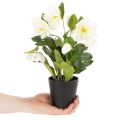 Keinotekoinen jouluruusu, ruukkukukka, pöytäkoriste, 34 cm | Floristik24.fi