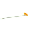 Floristik24 Chrysanthemum Teddy 63cm kullankeltainen