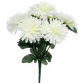Floristik24 Krysanteemi valkoinen, 7 kukkaa