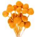 Floristik24 Craspedia kuivakukkakimppu 55cm 20kpl