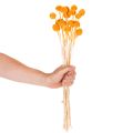 Craspedia kuivakukkakimppu 55cm 20kpl | Floristik24.fi