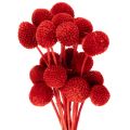 Floristik24 Kuivattuja Craspedia-kukkia, värjättyjä, pitkillä varsilla, 55 cm, 20 kpl