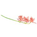 Floristik24 Cymbidium orkidea keinotekoinen 5 kukkaa persikka 65cm