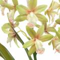 Floristik24 Orchid Cymbidium Green ruukussa Keinotekoinen K46cm