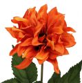 Floristik24 Dahlia Oranssi 28cm 4kpl